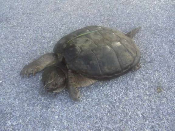 A giant snapping turtle on our running route.