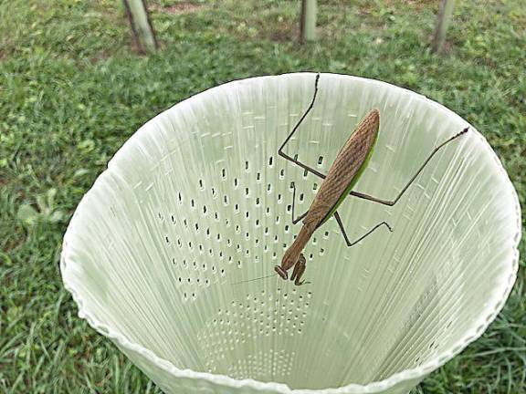 An inquisitive praying mantis checks out a tube (Photo by Janet Redyke)