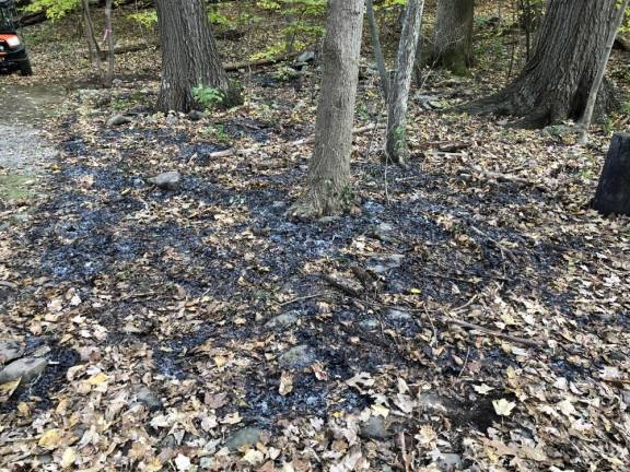 Burned areas are evident on the floor of the forest. (Photo by Kathy Shwiff)
