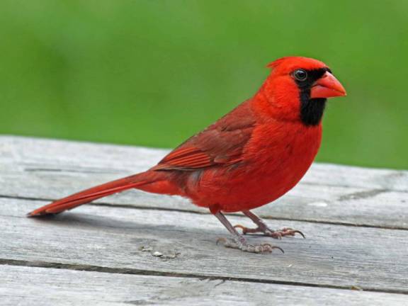 Cardinal