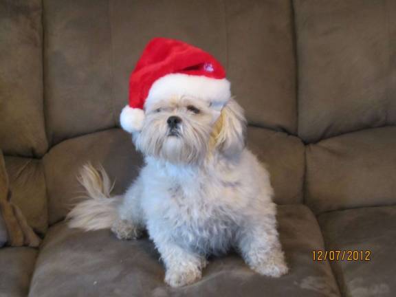 Submitted by: Sue Novakowski of West Milford, N.J. &quot;Bailey waiting for Santa.&quot;