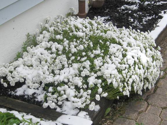 May flowers frosted by snow showers