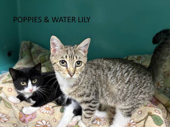 Meet Poppies &amp; Water Lily