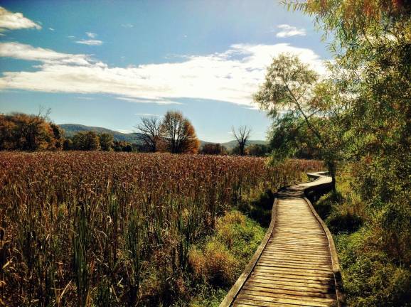 PHOTO BY DIANA GOOVAERTS The Appalachian Trail boardwalk in Vernon is showing.