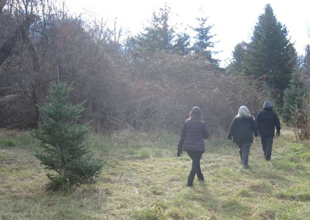 Customers hike through the 13.5 acres of Christmas tree selections. The farm has a history dating back to 1927 when Broadway and character actor Edgar Stehli purchased the farm in rustic Vernon, NJ. The farm is still deeply rooted in the family, run by Stehli's granddaughter Chris Glickson.