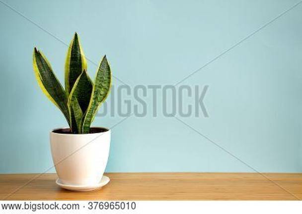 Office plants add warmth to the workplace