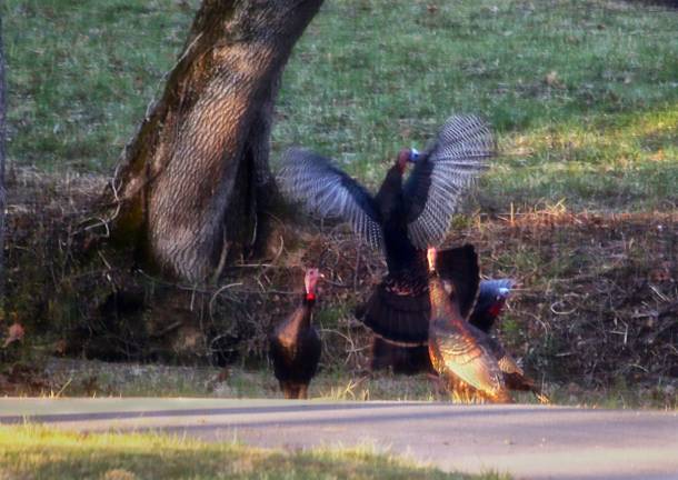 Photo by Gale Miko Turkeys dance in anticipation of spring.