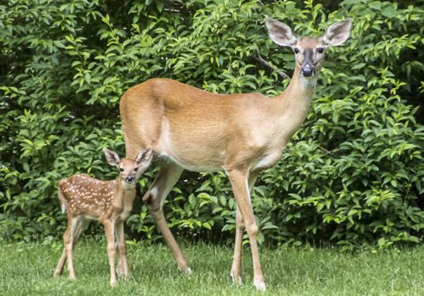 Photo by Gale Miko These two beauties were spotted in Wantage on Sunday.