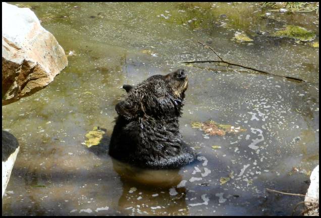Bear bath