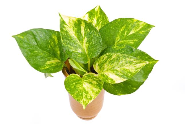 <b>Pothos (Epipremnum aureum)</b>