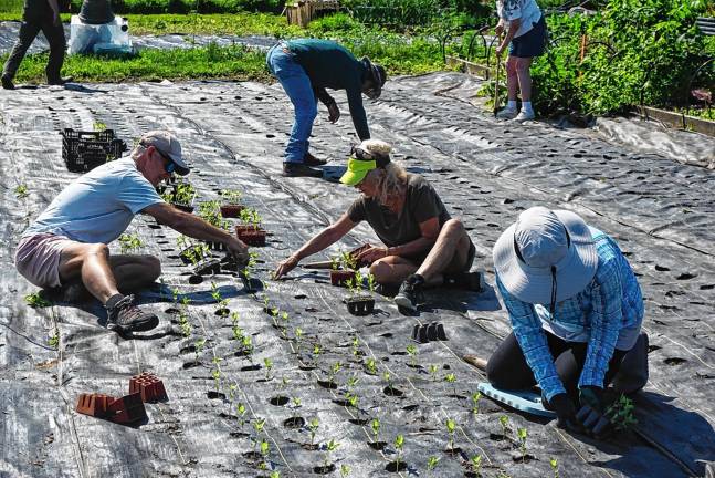 Scott Henderson, left, and his wife, Robin, center, of Sparta help with the planting.