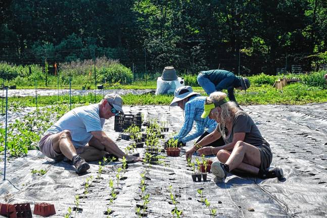 Volunteers lend a hand - and backs
