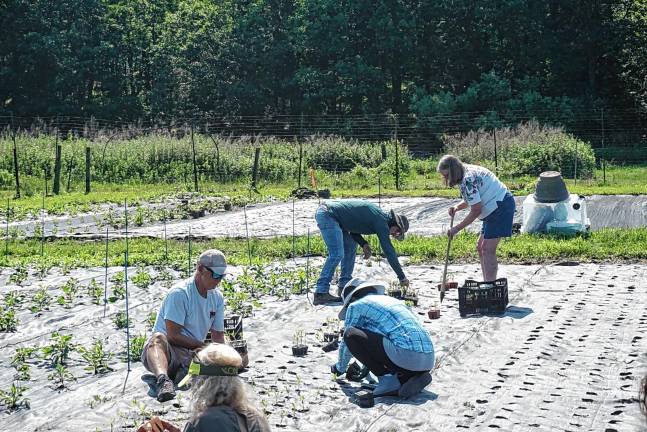 Volunteers plant zinnias Saturday, June 21 at Sunset View Farm in Andover Township. (Photos by Ella Connors)