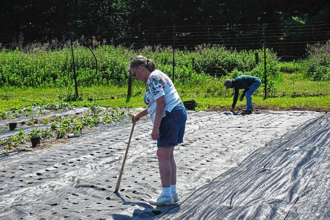 A volunteer uses a tall dibble to make a hole for planting.