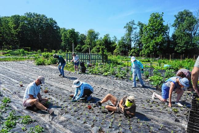 Volunteers lend a hand - and backs