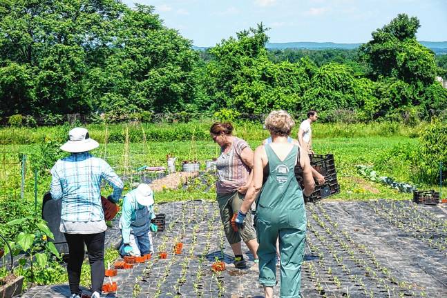 Volunteers lend a hand - and backs