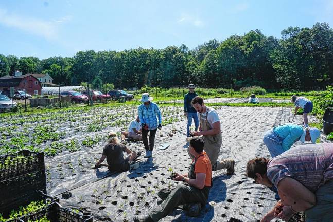 Volunteers lend a hand - and backs