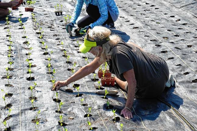 Volunteers lend a hand - and backs