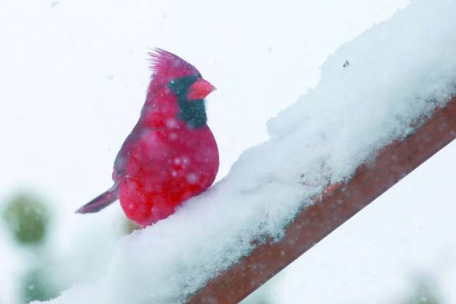 Photo by Gale Miko A cardinal sits on a snow-covered three branch in Wantage after the recent storms.