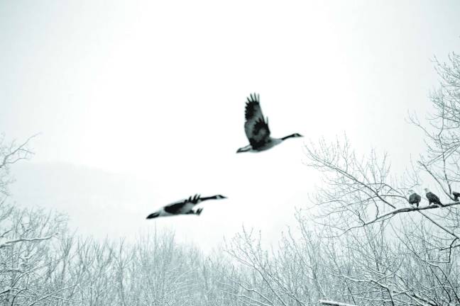 Photo by Gale Miko Two geese flying by two eagles (back right) during the snow flurries on saturday in Wantage.