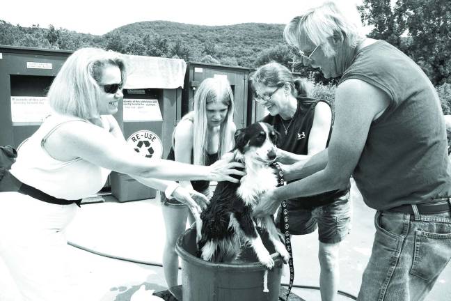 Photos by Chris Wyman Sue Supino of Vernon tries to reassure Bunnie, a year-old female Mini Australian Sheppard as DOGS volunteers Jessica Crozier, Kerri Yezuita, and Ed Hastrup do their thing.