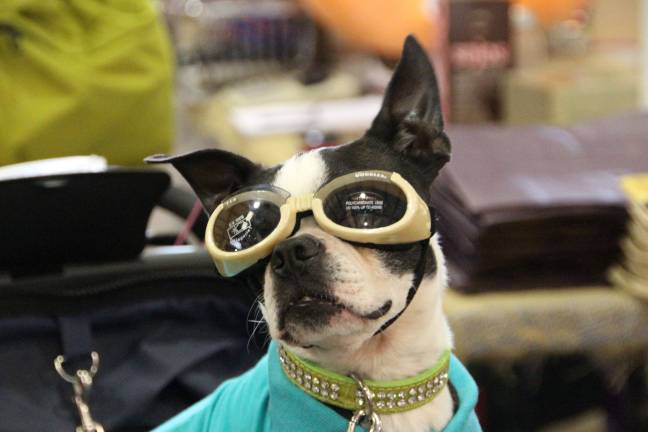 Max, boston terrier of Vernon .