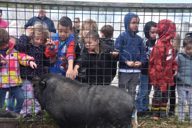Preschoolers from Walnut Ridge Primary School pet Wiggie the ambassador pig at their spring field trip to the Farm at Glenwood Mountain on April 27.