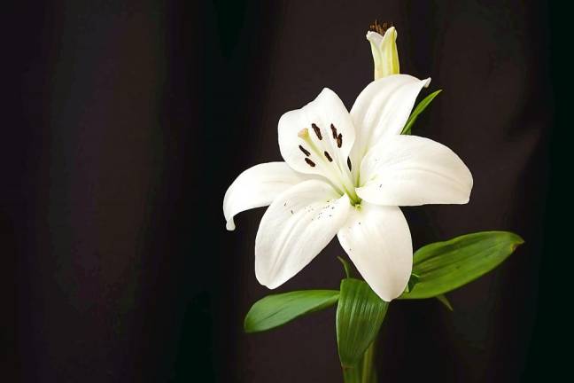 Churches invited to include their Easter schedules in the Advertiser News