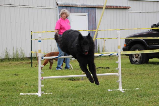 Carol Brower with Carma of The Dog dome in Wantage.