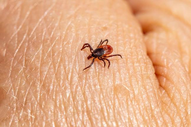 Infection rates for Lyme disease, anaplasmosis, ehrlichiosis, Powassan virus, Alpha-gal Syndrome and other serious tickborne illnesses have held steady or risen year-over-year through much of the New York-New Jersey-Pennsylvania tri-state. Photo by Erik Karits via Unsplash.