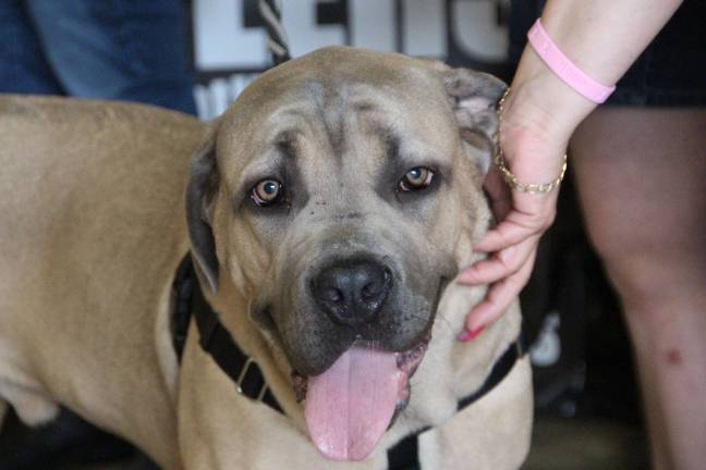 Leo, a Cane Corso of Vernon.
