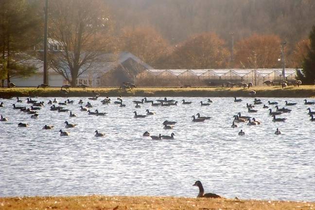 The lake at the Sussex County Fairgrounds is crowded on a cold November day.