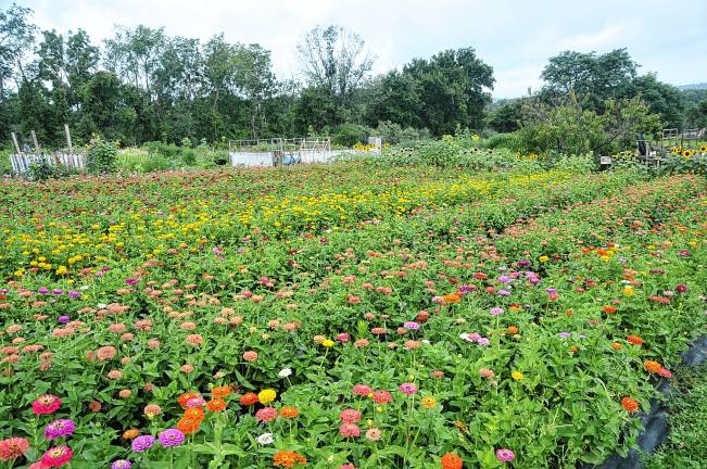 What the zinnias look like when grown. (Photo by Linda Grinthal)