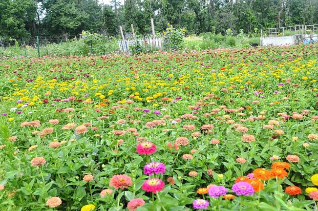 What the zinnias look like when grown. (Photo by Linda Grinthal)