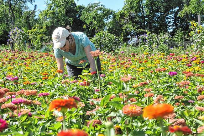 What the zinnias look like when grown. (Photo by Linda Grinthal)