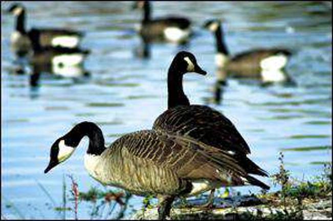 Franklin Pond's nuisance geese about to become dead ducks