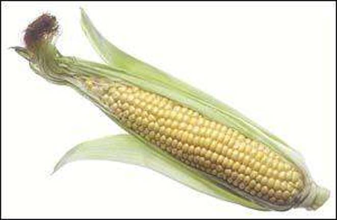 It's time for the annual Lockwood Cornfest