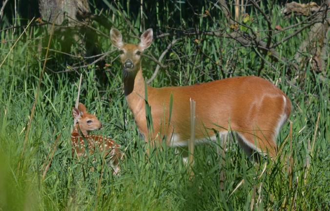 Mama fawning over baby