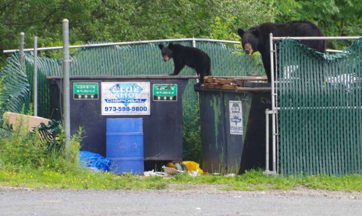On Tuesday,Aug. 16, a large, tagged black bear sow brought her three clubs to the Barry Lakes Clubhouse Dumpsters for luncheon treats. One cub remained on top of the Dumpsters while its siblings went Dumpster diving. As all the locals know, Wednesday is garbage day in Barry Lakes, so these bruins arrived a bit early.