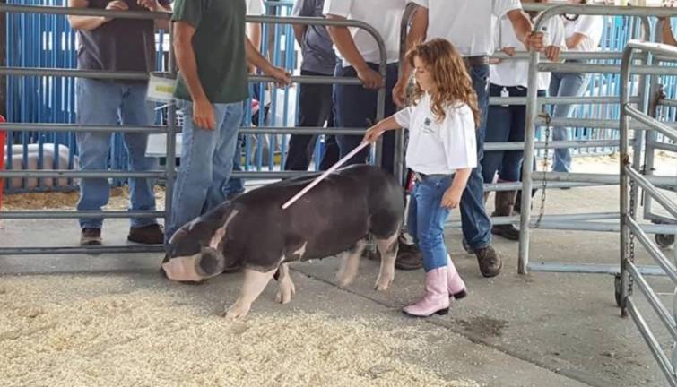 <b>Brianna Strada showing her pig as a child at the fair. Now 16, Strada continues to volunteer with 4-H at the fair.</b>