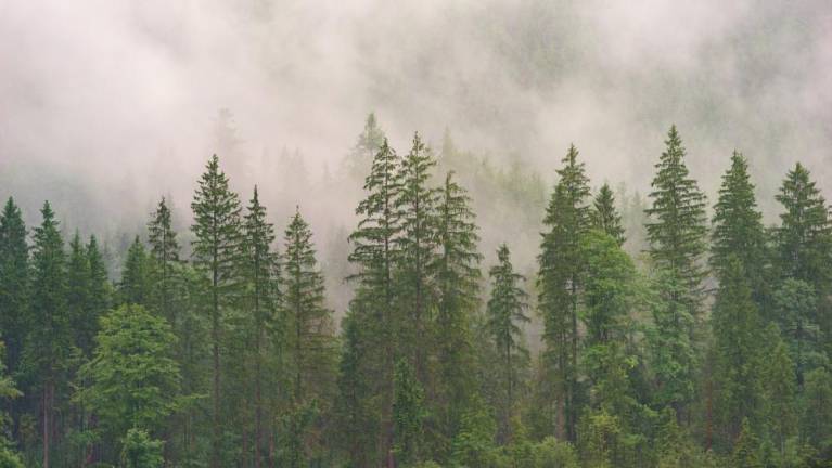 The State We’re In: Evergreens