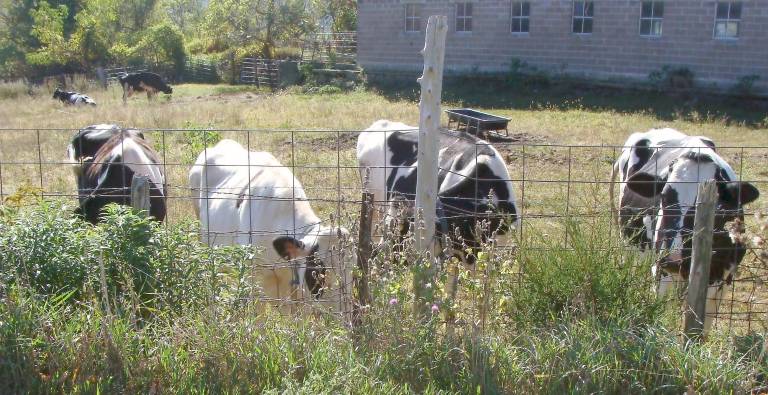 Just get their interest and curious cows need to check out the situation.