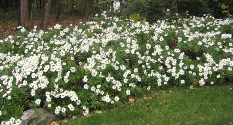 Fleming planted 10 plants about 10 years ago. Now the flowers adorn a large part of her yard.