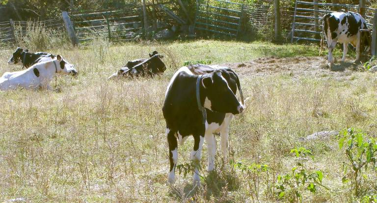 A tranquil scene has cows lounging in their field.