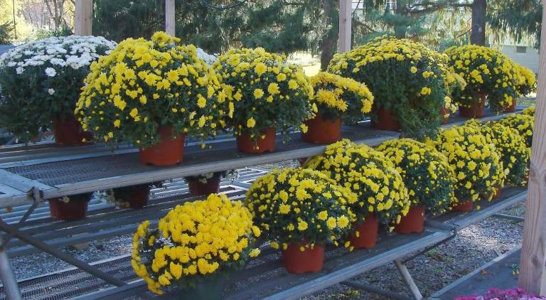 Gorgeous mums at Pappa's Garden Center brighten up the season.