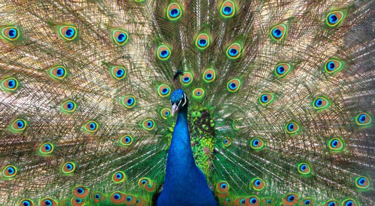 A front of a male peacock is shown at Space Farms, which opened its doors for the season on Saturday.