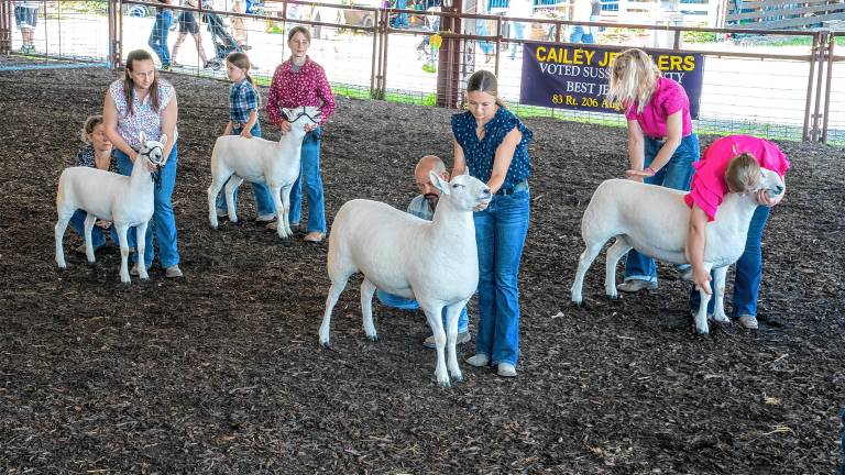 <b>The Cheviot sheep competition Saturday, Aug. 2 at the New Jersey State Fair-Sussex County Farm &amp; Horse Show. (Photo by Nancy Madacsi)</b>