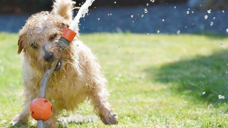 This dog is trying to limit his water use, can you?