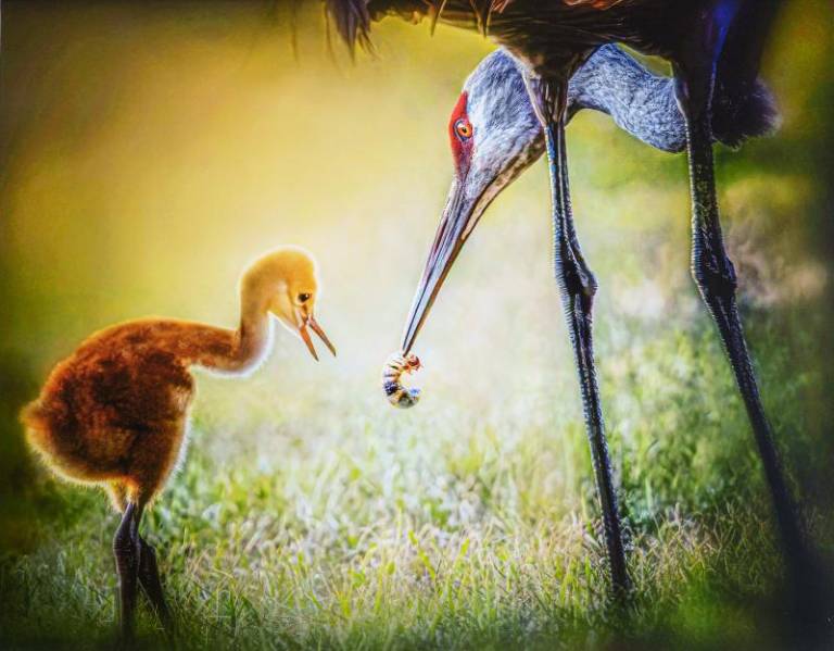 $!<b>A winning picture by Diane Brunovosky from last year’s photography exhibit. Photo: Sussex County Photography Exhibit</b>