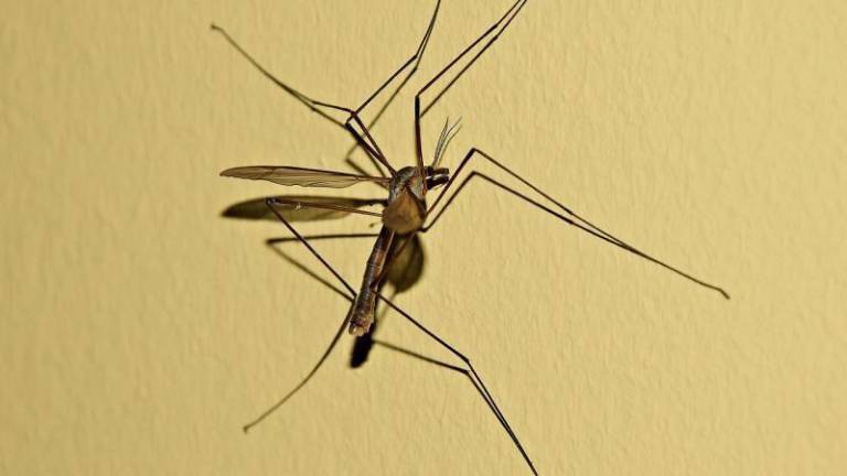 West Nile virus found in blood donor
